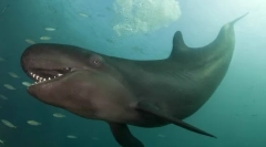 Кітка малая