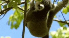 Feline lemur - найбільш екзотичний примат