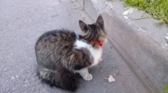 Комір з і до