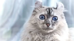 Cat american kerl (фото): дружній улюбленець з елегантними вухами