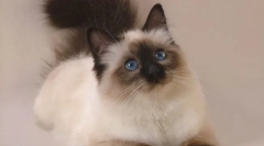 Кішка балійсиская (фото): довгошлюдні родичі сиамов