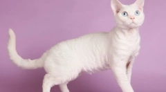 Cat devon-rex (фото): грайливий домашня тварина та справжній друг