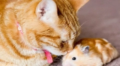 Кішка і хом'як в квартирі, чи можуть вони подружитися або кішка буде їсти хом'яка