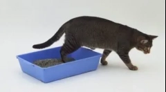 Кішка або котяча котяться в неправильному місці: методи навчання з шкідливої ​​звички