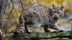 Кітський ліс кавказський