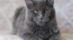 Cat nibelung (фото): димний красивий чоловік з хорошими манерами