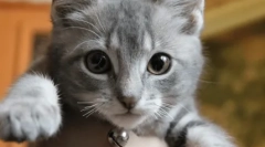 Кішка розблокує кошенят вуса: догляд за потомством або прихованою агресією