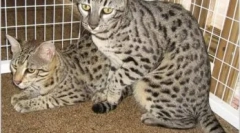 Safari cat: стандарти, характер та особливості догляду