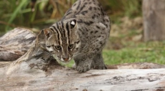 Кіт-рибалка - майстер підводного полювання