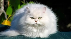 Кішка шиншили (фото): це не порода, це елегантний сріблястий серпан у кольорі