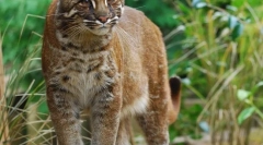 Кішка темміна