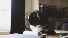 Cat миється: всі значення