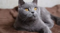 Кіт: за і проти