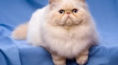 Cats-braghicephali - специфікації порід та особливості вмісту