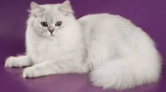 Кішки: опис всіх порід