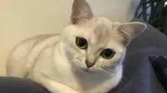 Кішки породи бурмілі - зовнішній вигляд, природа та особливості