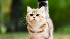 Кішки породи mcchin (фото): чагарники чарівні друзі