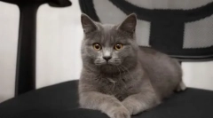 Кішки породи metis: опис видів і персонажів