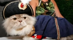 Кішки породи наполеона