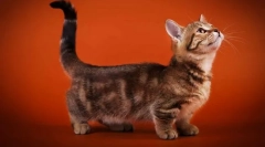 Кішки з короткими ногами (породи)