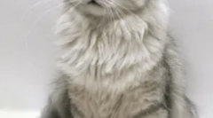 Кішки-кірки, або які пухнасті домашні тварини є найбільш поганим характером