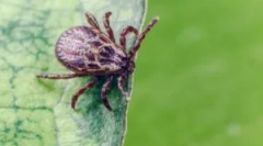 Костюм та інші заходи для захисту від кліщів