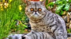 Cat eczot (фото): іграшка кішка з товстою вовною