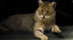 Кішка очерету кавказька