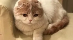 Кіт лера кудрявцева ффан: нова зірка instagram