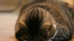 Кіт був ображений: як знайти з ним спільну мову і скласти