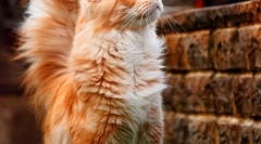 Кішки мен кун (фото): царі домашніх кішок