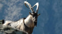 Козячий баран