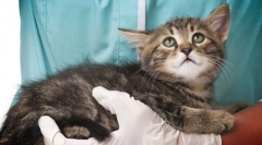 Шкірні захворювання в кішках