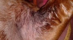 Хвороба шкіри