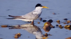 Малая фарба