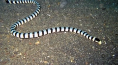 Головний пару морський