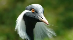 Белладонна