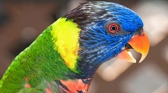 Красиві та розумні папуги