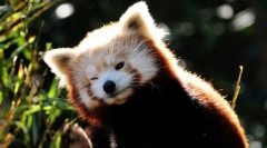 Red panda (фото): мініатюрний вогненний ведмідь