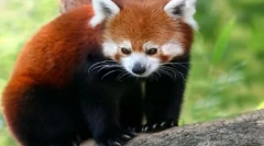 Червона панда