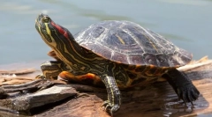 Червоно-вуха черепаха