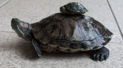 Червона прісноводна черепаха в природі і вдома