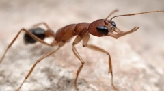 Червоний фаетенець