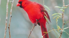 Червоний кардинал