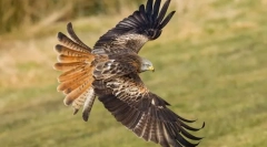 Червоний коршун