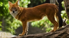 Червоний вовк (фото): небезпечний хижак з незвичним виглядом