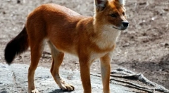 Червоний вовк