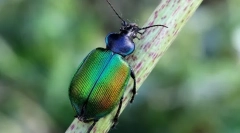 Красотель пахуков