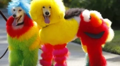 Творчий догляд пуделя