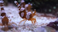 Креветки анемонова